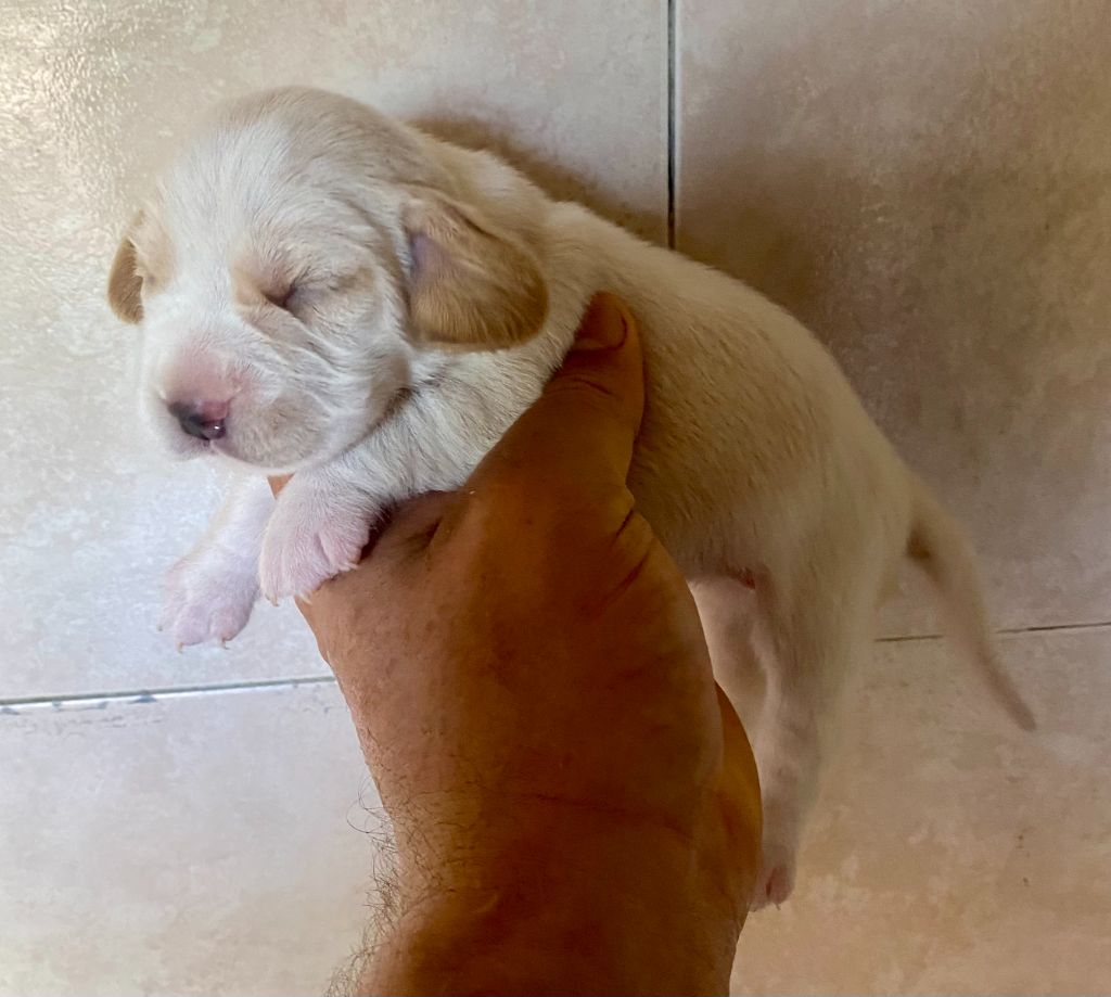 du Rallie Sainte Baume - Chiot disponible  - Beagle