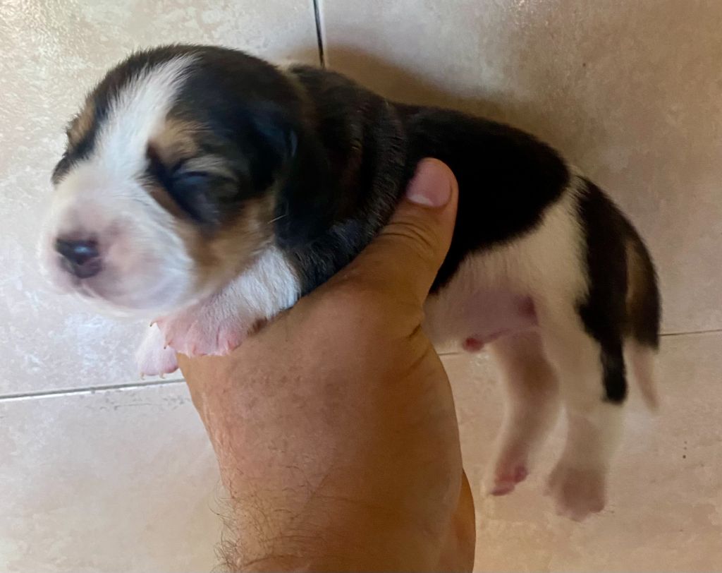 du Rallie Sainte Baume - Chiot disponible  - Beagle