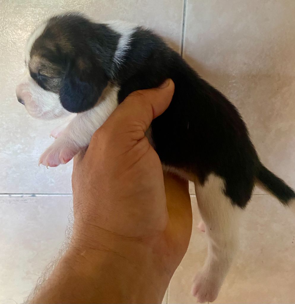 du Rallie Sainte Baume - Chiot disponible  - Beagle