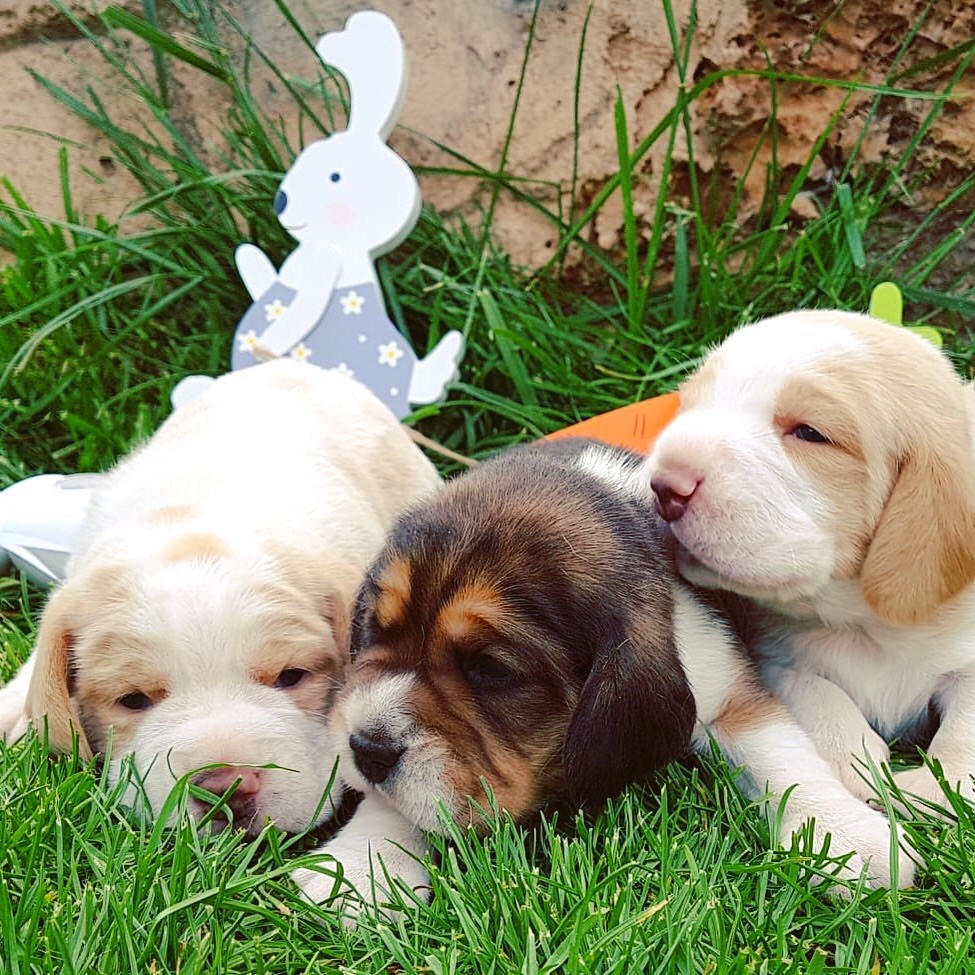 chiots beagle