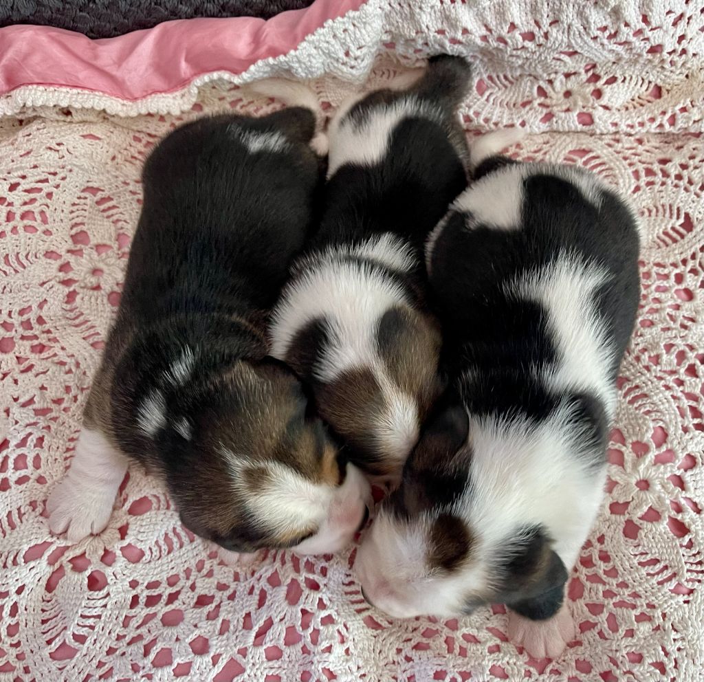 du Rallie Sainte Baume - Chiots disponibles - Beagle