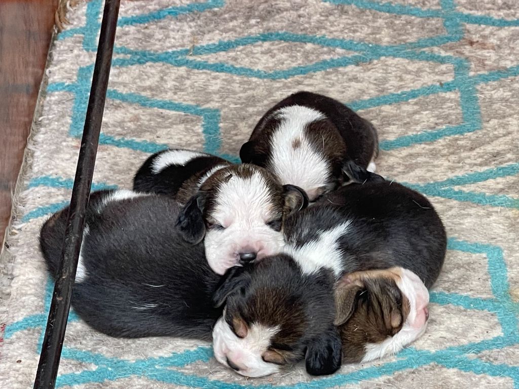 du Rallie Sainte Baume - Chiots disponibles - Beagle