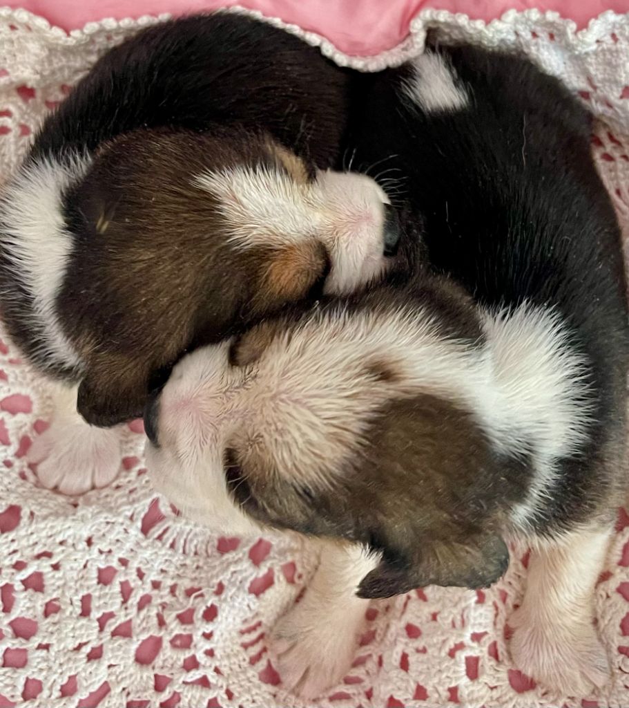 du Rallie Sainte Baume - Chiots disponibles - Beagle