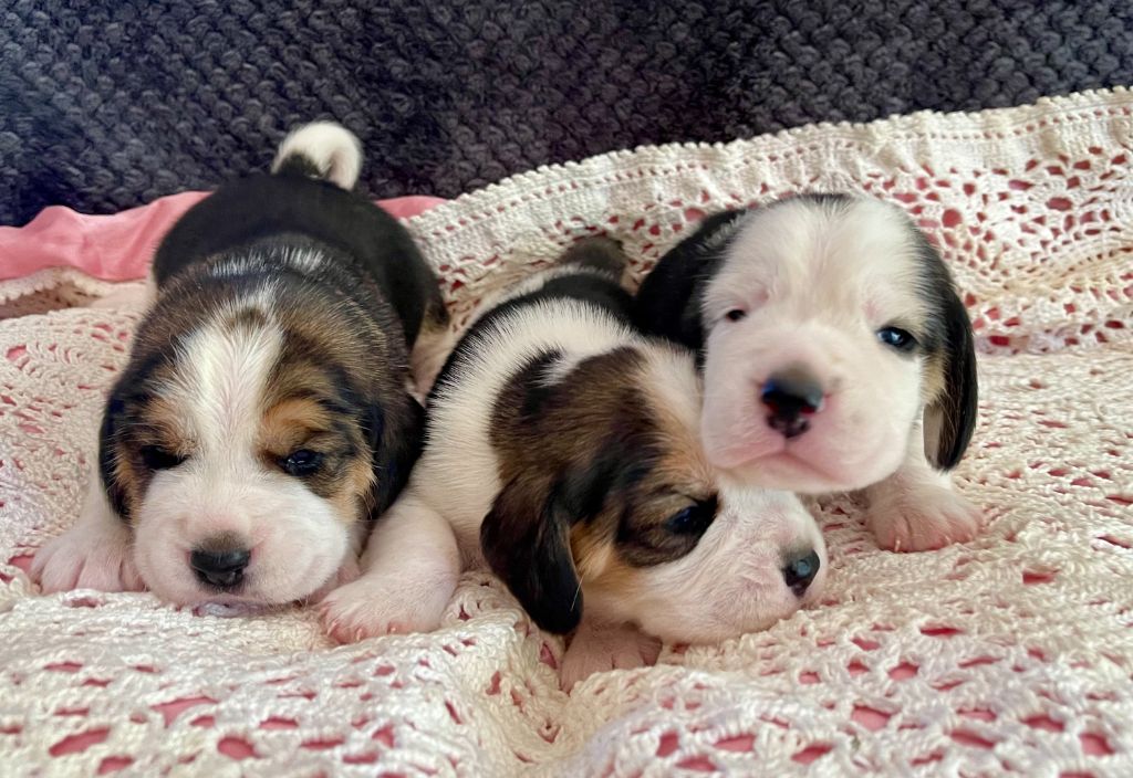 du Rallie Sainte Baume - Chiots disponibles - Beagle