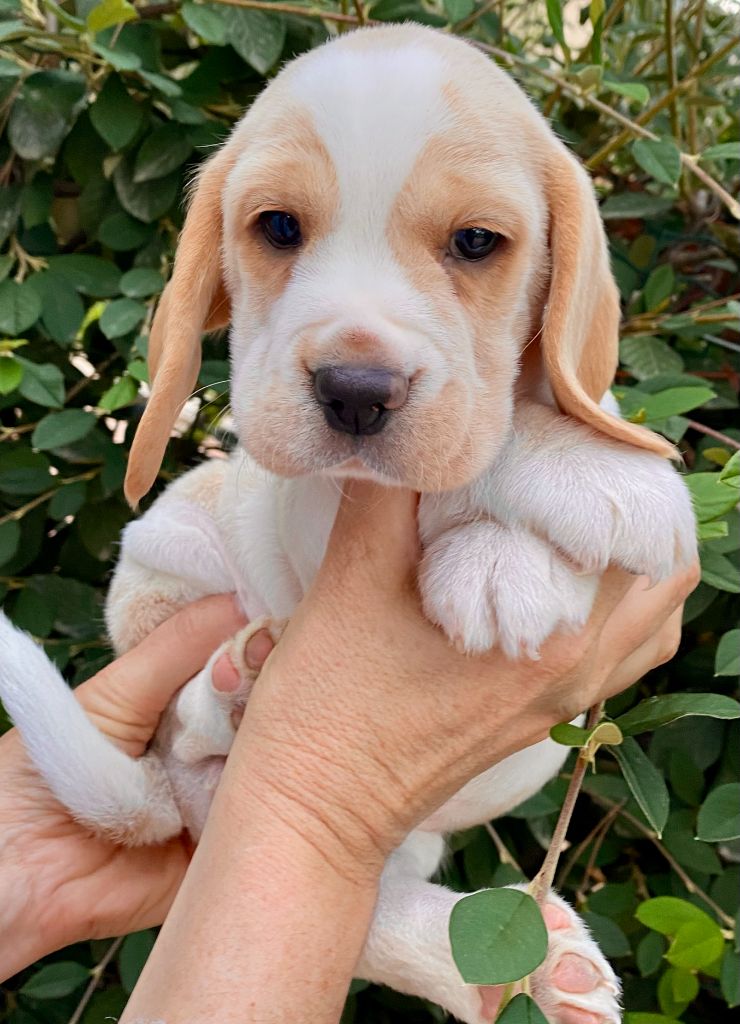 du Rallie Sainte Baume - Chiots disponibles - Beagle