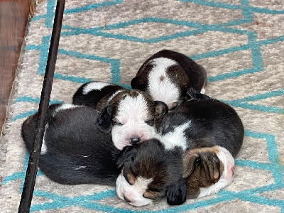 CHIOT 3