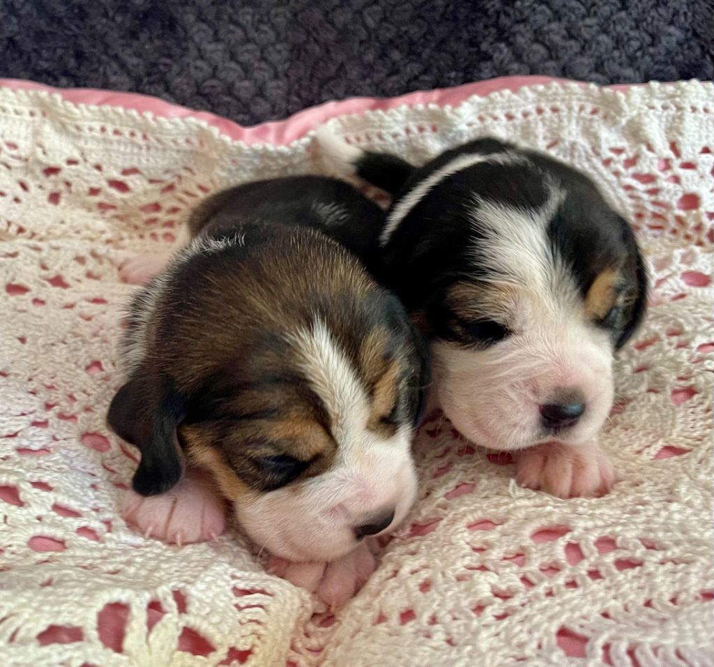 du Rallie Sainte Baume - Chiots disponibles - Beagle