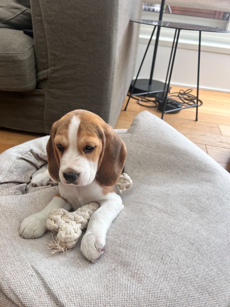 du Rallie Sainte Baume - Chiots disponibles - Beagle