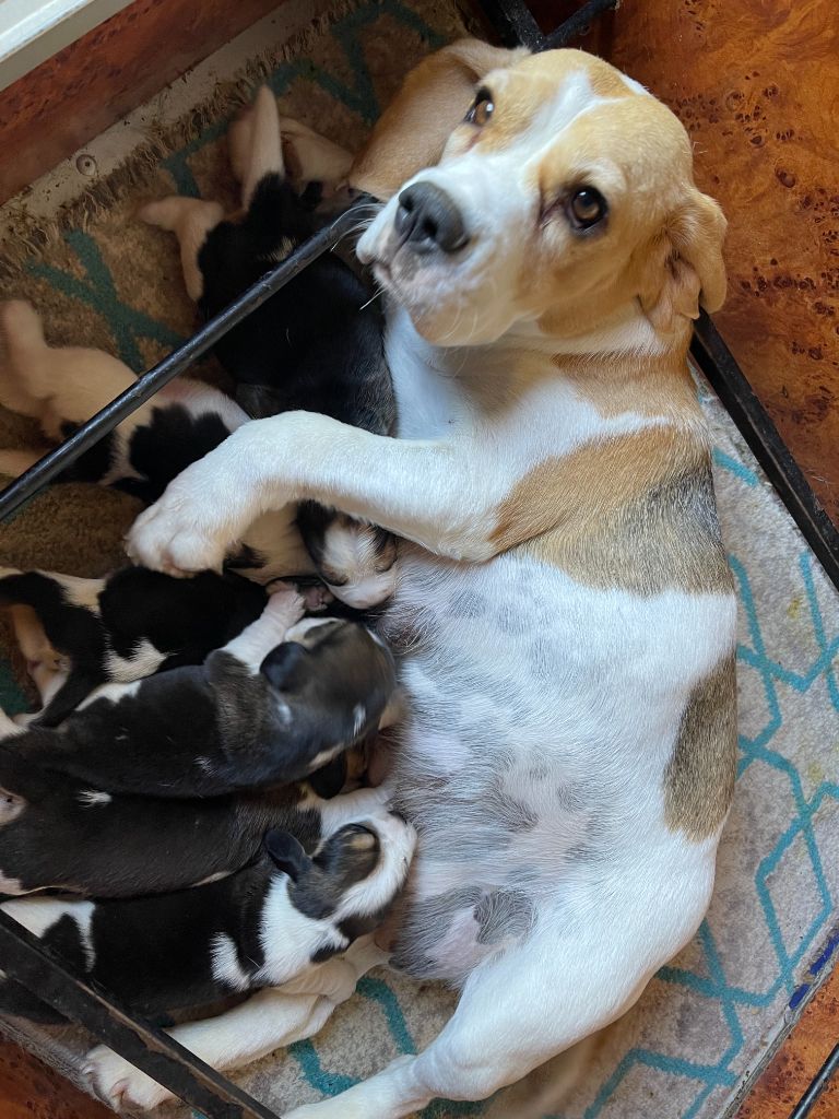 du Rallie Sainte Baume - Chiots disponibles - Beagle